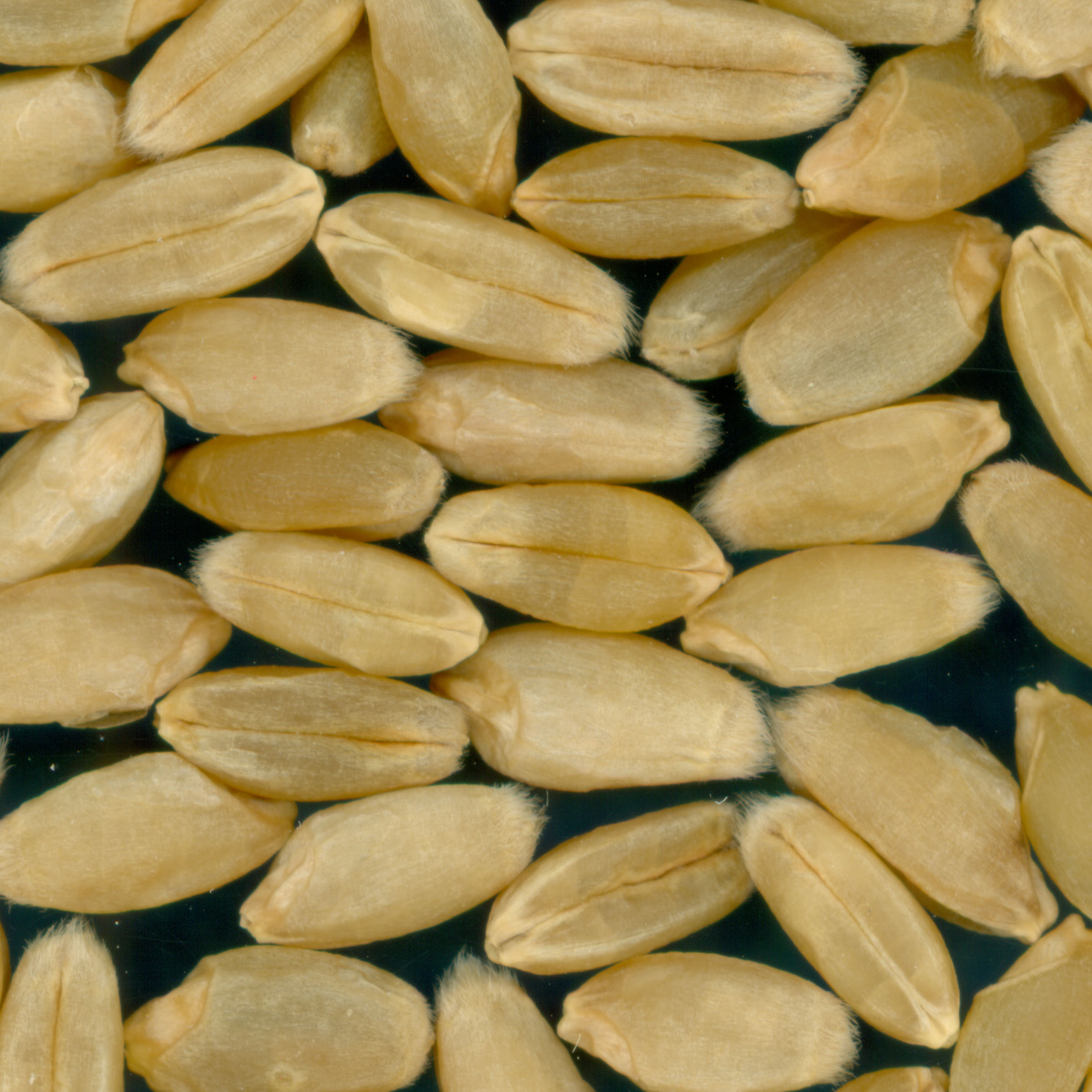 Click for 2 image(s) for this accession. KERNELS